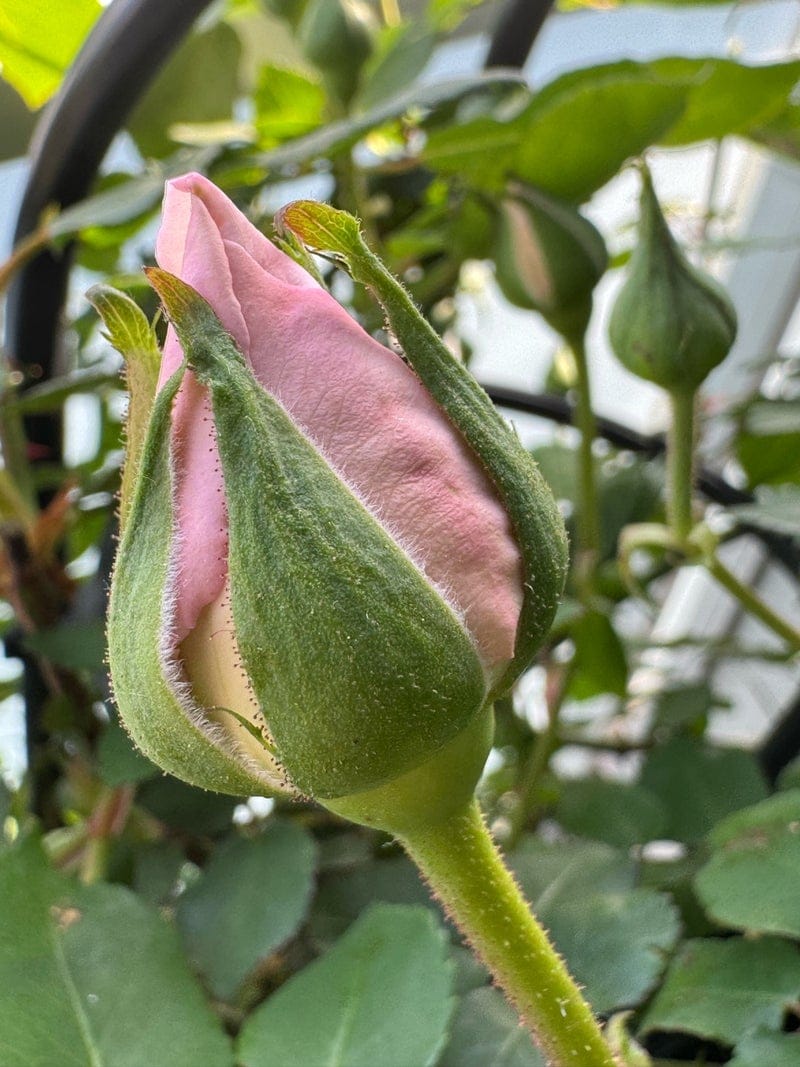ベランダ菜園 必要なものリスト