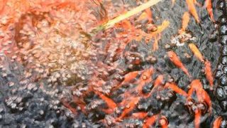 金魚すくい 魅力とは