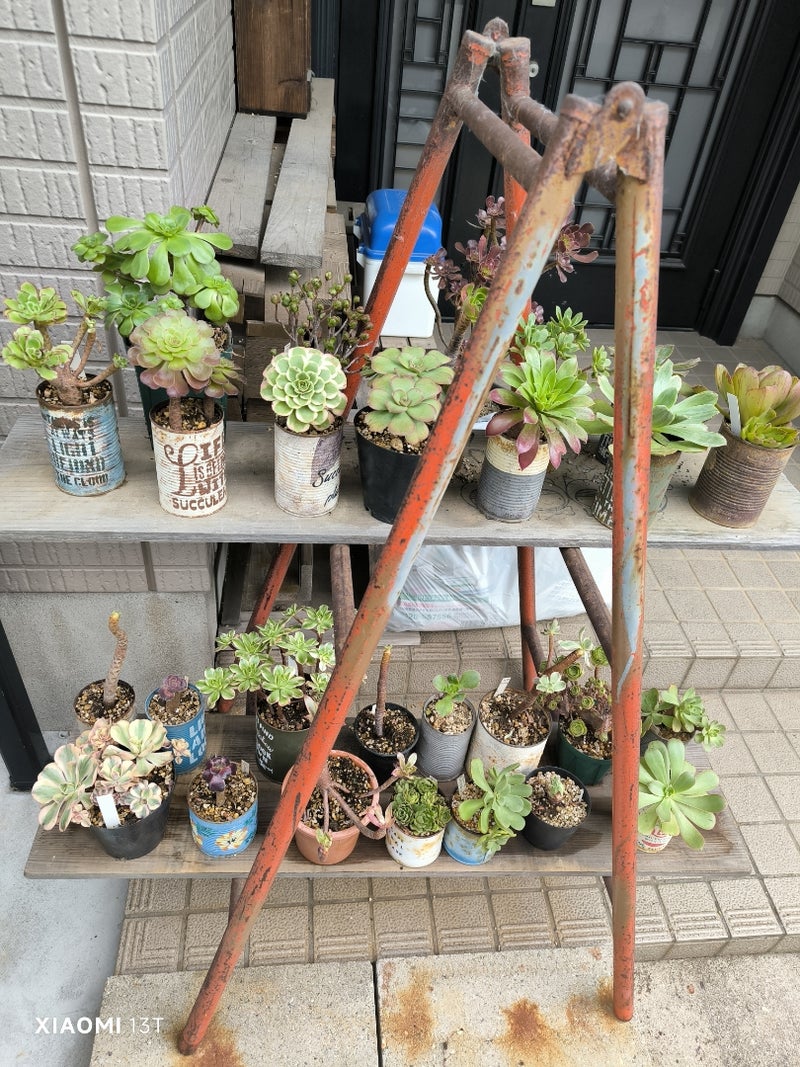 多肉植物 必要なものリスト