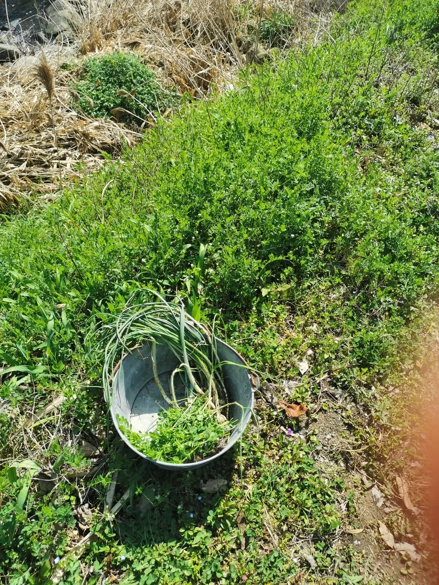 野草採集 最初の一歩