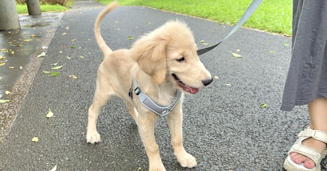 ペット関連SNS活用を始める前に知っておきたい！必要な道具とおすすめ商品