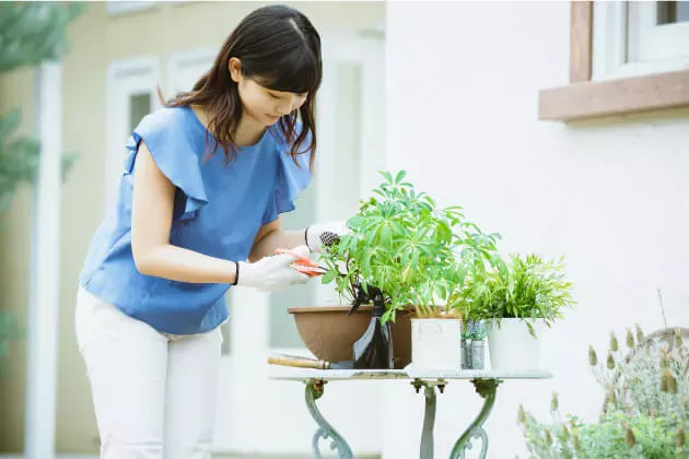 ハーブ栽培 最初の一歩