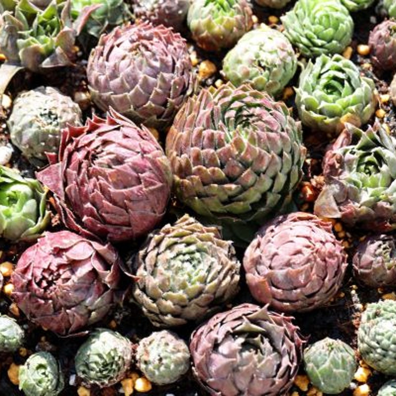 多肉植物 必要なものリスト