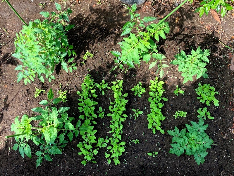 スマート家庭菜園 必要なものリスト