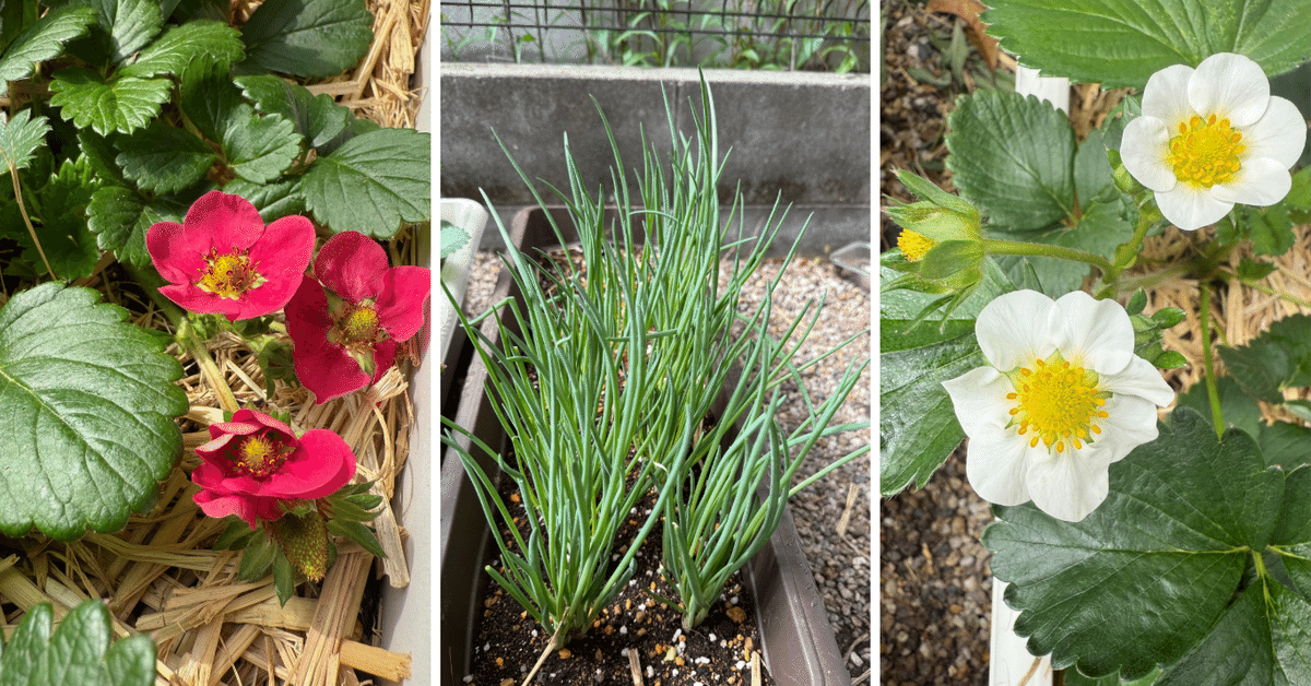 家庭菜園 最初の一歩