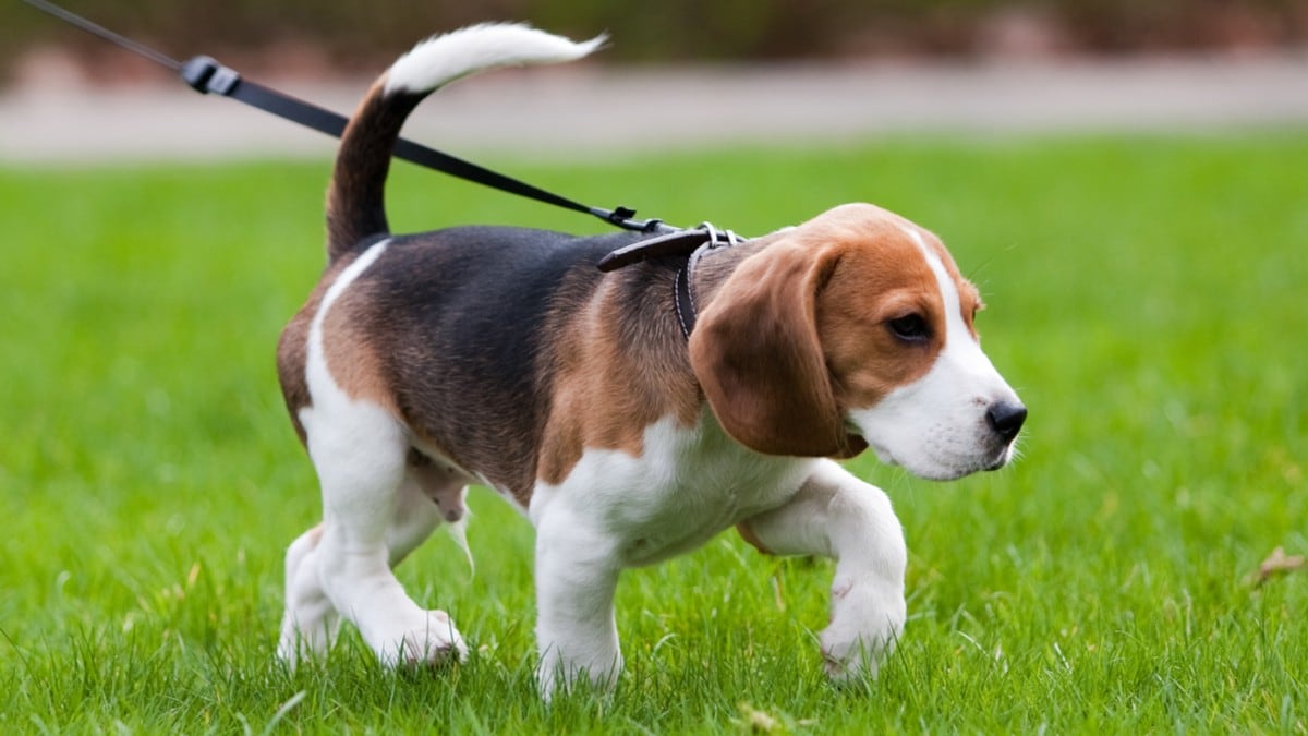 犬の散歩企画 最初の一歩