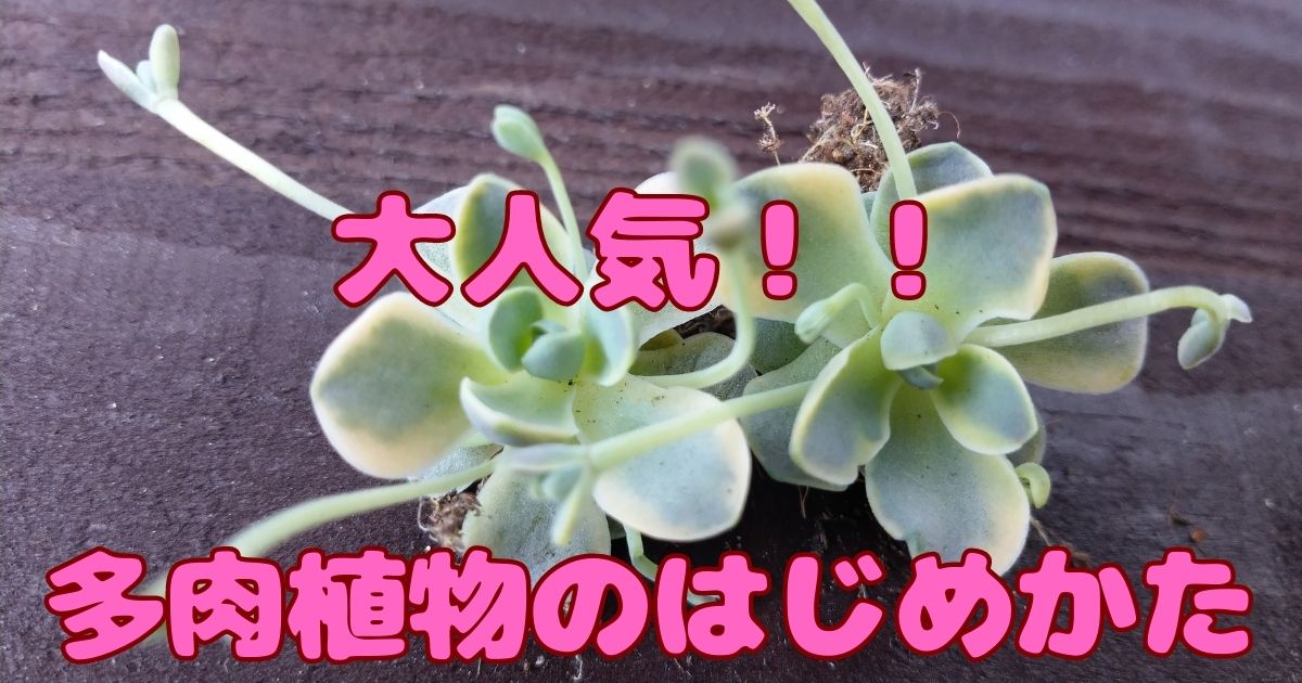 多肉植物育成 魅力とは