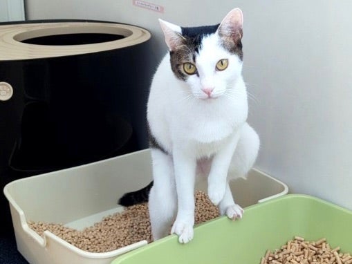 保護猫ボラ 必要なものリスト