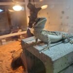 飼育日誌ブログ 魅力とは