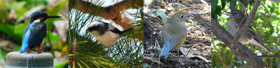 バードウォッチング 最初の一歩