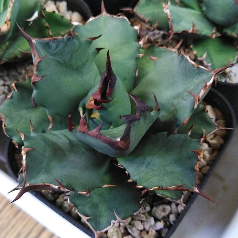 多肉植物 魅力とは