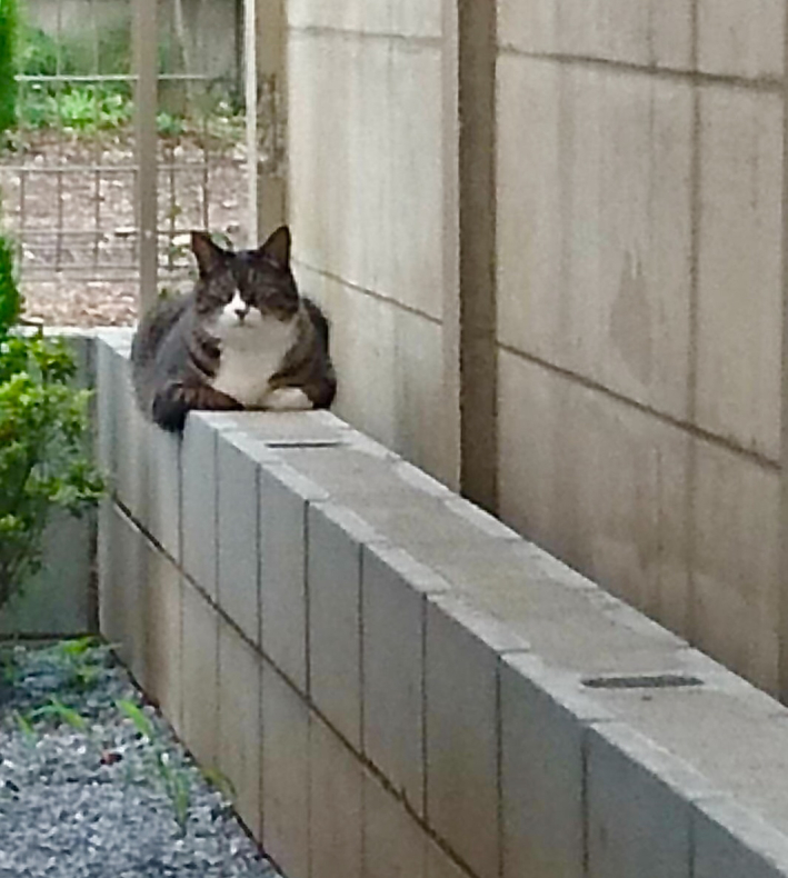 迷い猫探し 最初の一歩