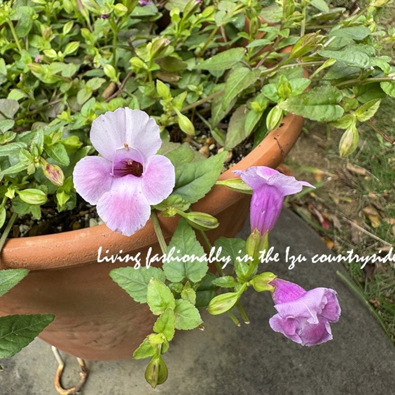 ガーデニング 必要なものリスト