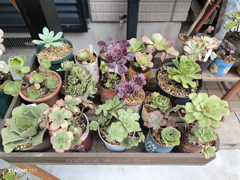 多肉植物 魅力とは