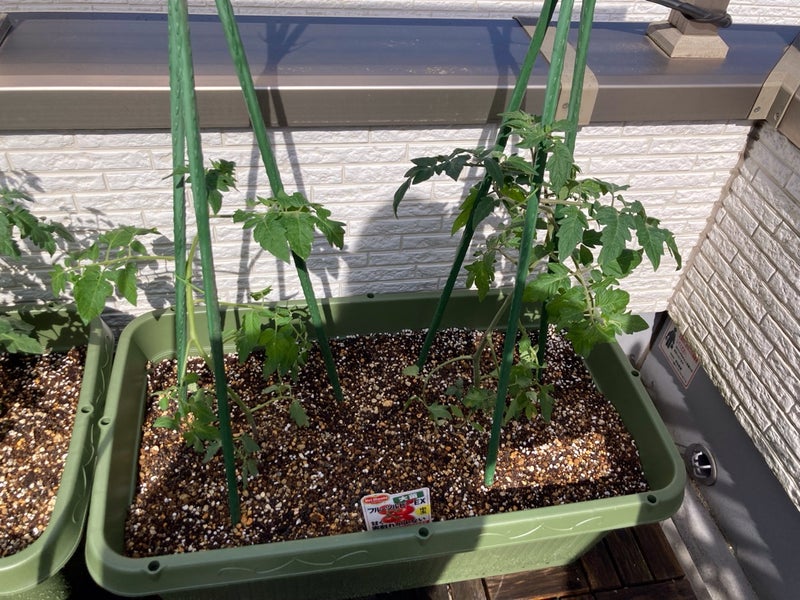 ベランダ菜園 魅力とは