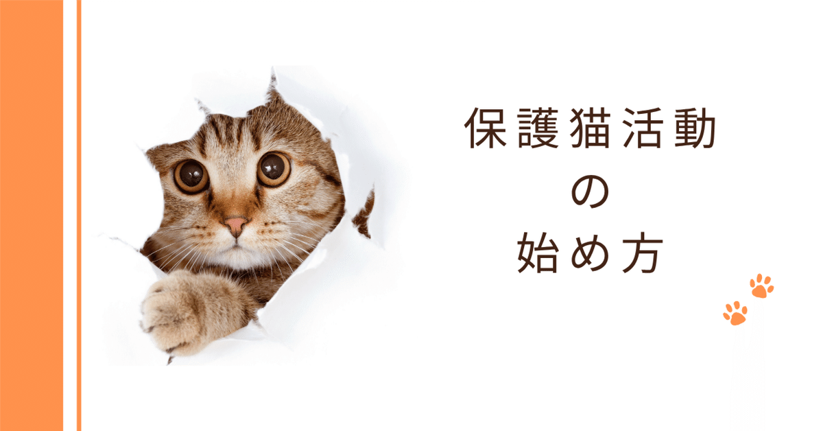 保護猫ボラ 最初の一歩