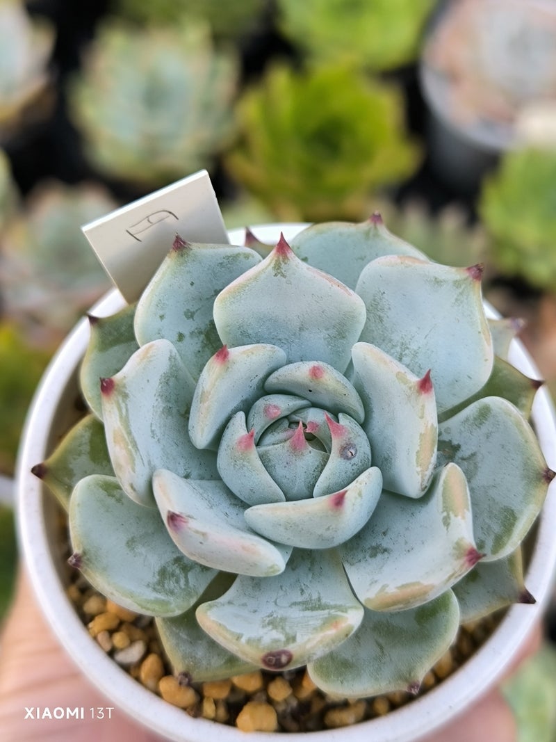 多肉植物 必要なものリスト