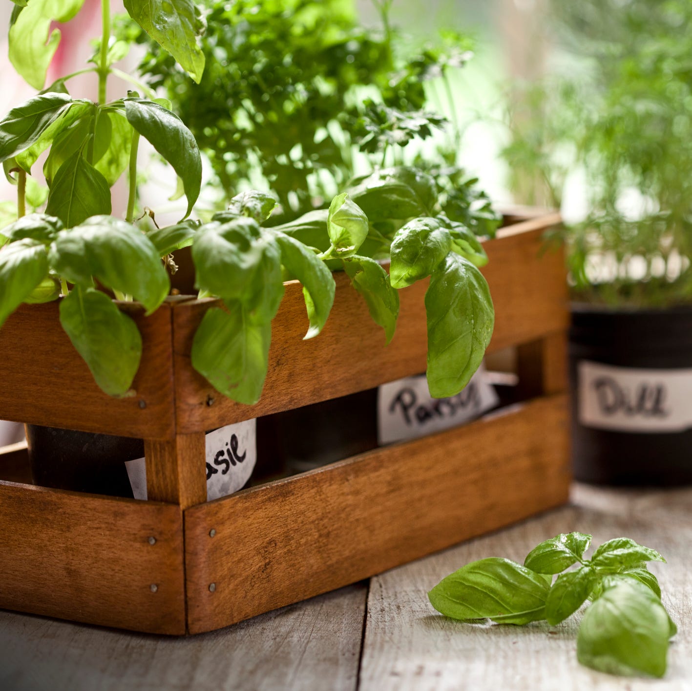 ハーブ園芸を始めるのに必要なもの全て｜初心者向けスターターセット