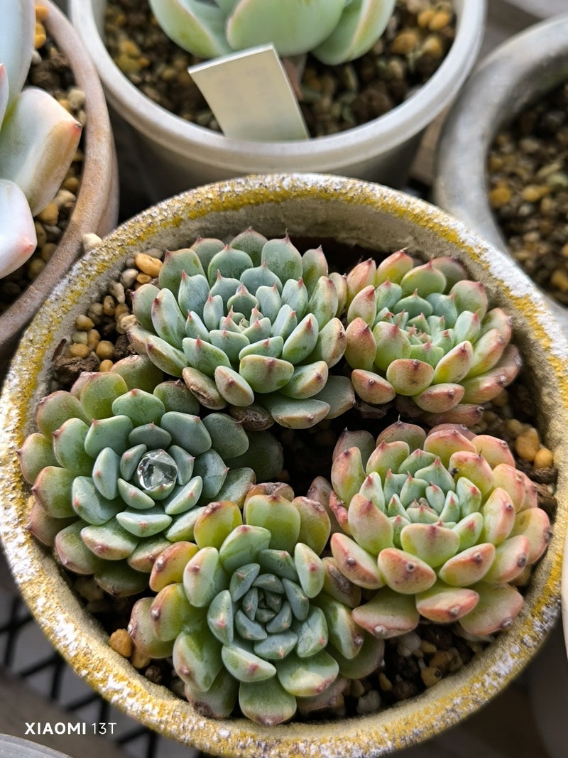 多肉植物 魅力とは