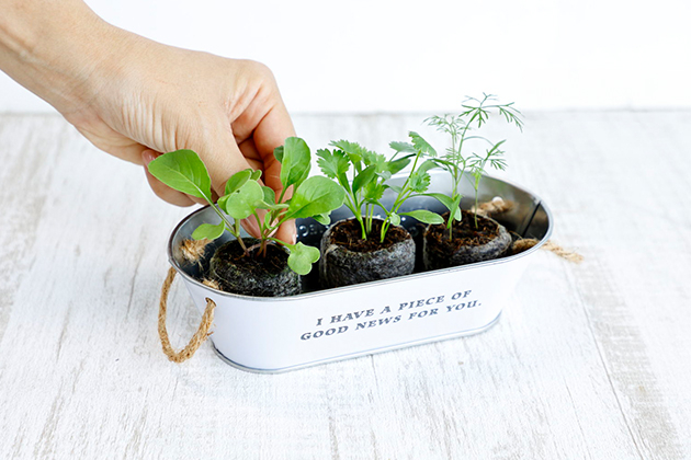 ハーブ栽培 魅力とは