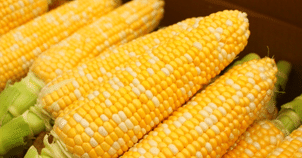 ミニ家庭菜園 必要なものリスト