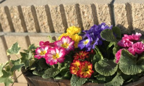 2025年版|園芸療法初心者におすすめの道具と始め方ガイド