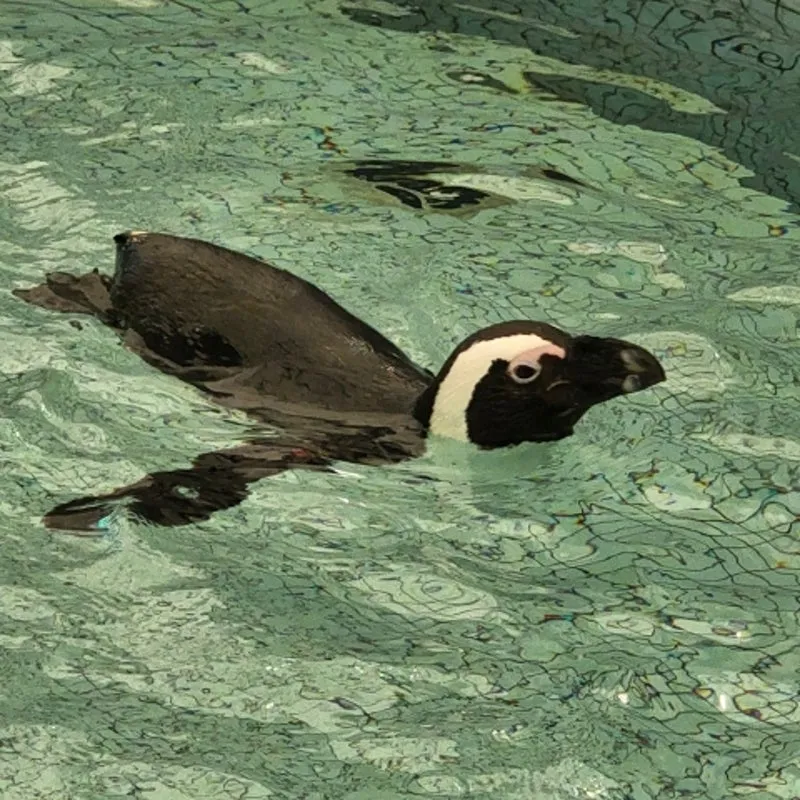 水泳 最初の一歩